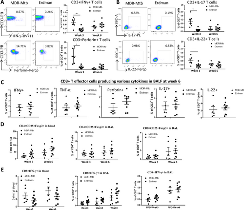 Fig. 3 Early high MDR-Mtb burdens and innate-like lymphocyte effectors coincided with the development of broad adaptive T-cell responses.a Representative flow cytometry data (left) show percentages of CD3+ T effector cells producing IFN-γ (upper panel) and perforin in PBMCs from MDR-Mtb- and Erdman-infected macaques at weeks 3 and 6, respectively. Data are represented as the mean ± SEM. b Representative flow cytometry data (left) show percentages of CD3+ T effector cells producing IL-17 (upper panel) or IL-22 in PBMCs at weeks 3 and 6, respectively. Data are represented as the mean ± SEM. c The data represent the mean percentages ± SEM of CD3+ T effector cells producing IFN-γ and perforin, TNF-α, IL-17, and IL-22 in BALF at week 6. d The data show the mean numbers or percentages ± SEM of CD4+ CD25+ Foxp3+ T cells in blood and BAL and those of CD8+ CD25+ Foxp3+ T cells in BAL at weeks 3 and 6 after infection. e Data are represented as the mean numbers or percentages ± SEM of CD8+ IFN-γ+ T cells in blood and BALF measured by ICS with or without PPD stimulation at different time points. Similar data trends for CD4+ IFN-γ+ T cells in blood and BALF measured by ICS with or without PPD stimulation (data not shown). Data were derived from up to six MDR-Mtb-infected and nine Erdman-infected macaques and were analyzed by the Mann–Whitney test (nonparametric method). *p < 0.05, **p < 0.01