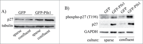 Figure 5. Pfn1-induced p27 upregulation in MDA-231 cells increases with cell confluence. GFP- and GFP-Pfn1- expressors were either maintained in sub-confluent condition or grown to confluency. Cell extracts prepared under these conditions were resolved by SDS-PAGE and immunoblotted for the relative levels of p27 (panel A) and T198-phosphorylated p27 (panel B) between the 2 sublines (GAPDH and tubulin blots served as the loading control).