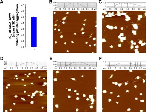 Figure 6 AFM images of the resting rat platelets and the effect of IQCA-TAVV nanoparticles on TH-activated rat platelets.Notes: (A) IC50 of IQCA-TAVV against TH-induced rat platelet aggregation; (B) AFM image of the resting rat platelets; (C) AFM image of TH-activated rat platelets without IQCA-TAVV; (D) AFM image of TH-activated platelets treated with 0.05 nM of IQCA-TAVV; (E) AFM image of TH-activated platelets treated with 0.5 nM of IQCA-TAVV; (F) AFM image of TH-activated platelets treated with 5 nM of IQCA-TAVV.Abbreviations: IQCA-TAVV, N-(3S-1,2,3,4-tetrahydroisoquinoline-3-carbonyl)-Thr-Ala-Arg-Gly-Asp(Val)-Val; TH, thrombin; AFM, atomic force microscopy.