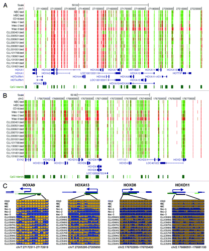 Figure 2. DNA hypermethylation of HOX genes. (A and B) UCSC genome browser screenshot illustrating the RRBS results in the HOXA and HOXD gene clusters. The tracks shown from the top to bottom in each figure are: the DNA methylation level at each CpG site derived from the bisulfite sequencing reads, RefSeq genes and annotated CpG islands in the UCSC genome browser. Red and green colors indicate methylated and unmethylated CpG sites, respectively. (C) Methylation profiles of individual HOX genes. In each panel, each row is the result of an individual patient sample. Each box represents a CpG site. Yellow, no methylation; blue, methylation. The proportion of yellow and blue in each box represents the methylation level. Only common CpGs shared by all samples are shown.