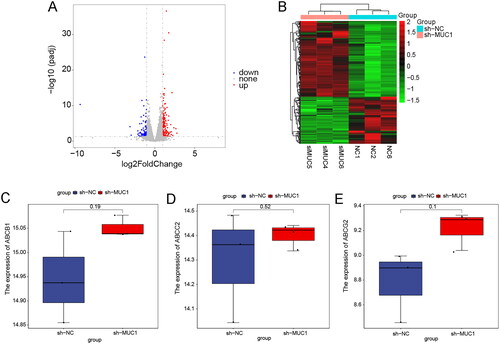 Figure 7. The differentially expressed genes analysis of between A549/Tax-NC and A549/TAX-siRNA-MUC1. (A–B) The volcano plot (A) and heat map (B) of DEGs between A549/Tax-NC and A549/TAX-siRNA-MUC1; (C–E) the expression of ABCB1 (C), ABCC2 (D), and ABCG2 (E) between A549/Tax-NC and A549/TAX-siRNA-MUC1.