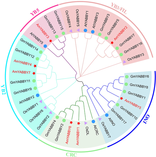 Figure 2. Phylogenetic tree of YABBY proteins in A. mongholicus and A. thaliana. Red stars represent the A. mongholicus YABBY protein, blue circles represent the A. thaliana YABBY protein, purple triangles represent rice proteins, and blue-green circles represent soy proteins.