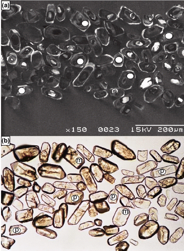 Figure 6 Zircons from Redan Gneiss calcalbitite sample 200218.5813 under (a) cathodoluminescence and (b) transmitted light (m, metamorphic; p, protolith).