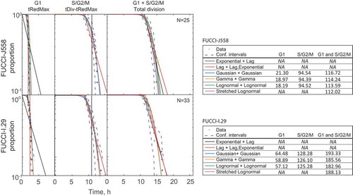 Figure 3. Duration of G1 and S/G2/M can be accurately explained by an age-dependent mechanism. Alpha-plots of G1, S/G2/M and total division times. The Exponential + Lag (Smith-Martin), Lag + Lag, Exponential, Gaussian + Gaussian, Gamma + Gamma, Lognormal + Lognormal, and Stretched Lognormal fits for G1 and S/G2/M respectively are shown. Akaike Information Criterion with a correction for small sample size (AICc) values for the different alpha plot fits are shown to the right in a table. AICc values were computed for G1 and S/G2/M measurements treated as separate datasets (columns “G1” and “S/G2/M”), and also for G1 and S/G2/M measurements treated as a single dataset (column “G1 and S/G2/M”). Note that models containing a lag involve a deterministic component and therefore an AICc value cannot be calculated. The stretched lognormal model is fit simultaneously to G1 and S/G2/M data, therefore, AICc values for G1 and S/G2/M data are not computed separately. N = 25 FUCCI-J558, N = 33 FUCCI-I.29 cells chosen randomly from its sibling pair for modeling comparisons.