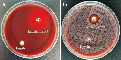 Figure 3. Inhibition of Actinobacillus actinomycetemcomitans (AA) and Actinomyces viscosus (A. viscosus) by pure eggshells and eggshells loaded with nano-zinc oxide after 48 h of incubation.