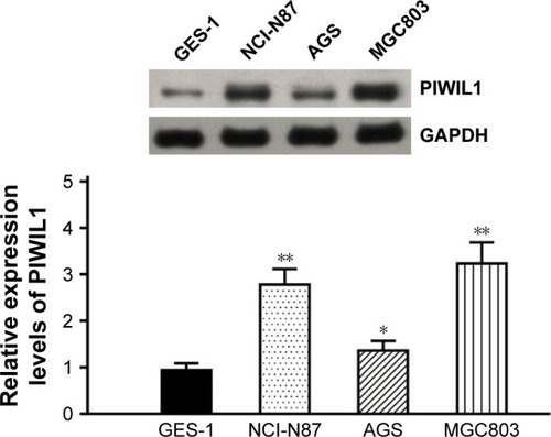 Figure 3 The PIWIL1 protein detected in GC cell lines and normal gastric epithelial cell line by Western blotting.