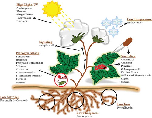 Figure 2. An overview of flavonoid responses against different environmental stresses.