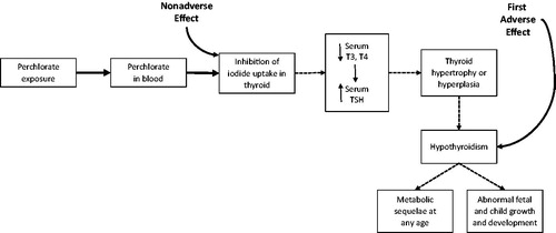 Figure 13. The NRC (Citation2005) description of effects from perchlorate exposure. Note that inhibition of iodide uptake is three steps before the first adverse effect (hypothyroidism). Redrawn from Figure 5-2 of NRC (Citation2005).