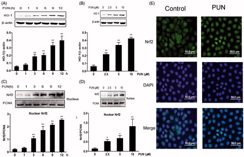 Figure 4. Effect of PUN on HO-1 expression and Nrf2 nuclear translocation in IEC-6 cells. Cells were treated with 10 μM PUN for 1, 3, 6, 9 or 12 h, or with 2.5, 5 or 10 μM PUN for 12 h. (A) and (C) Cells were treated with PUN (10 μM) for the indicated time periods. (B and D) Cells were treated with PUN (0, 2.5, 5 or 10 μM) for 12 h. (E) IEC-6 cells were pretreated with PUN (10 μM) for 12 h and then Nrf2 nuclear translocation was determined by immunofluorescence staining. The green fluorescent staining of Nrf2 overlapped with blue DAPI staining of nucleus, suggesting the nuclear localization. HO-1 and nuclear Nrf2 levels were determined by Western blotting. PCNA was used as nuclear loading control. Data are expressed as mean ± S.E.M. of three independent experiments. Differences between mean values were assessed by one-way ANOVA. *p < 0.05 and **p < 0.01 compared with the control group.