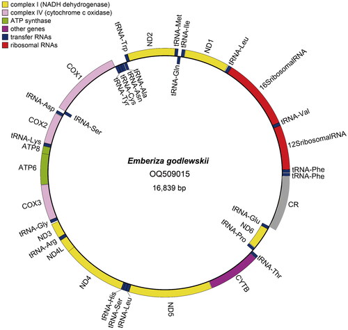 Figure 2. The circular complete mitochondrial genome map of E. godlewskii. The complete mtDNA contains 13 PCGs, 23 tRNA genes, 2 rRNA genes (12S rRNA and 16S rRNA), and a control region. The 13 PCGs (ND1, ND2, COX1, COX2, ATP8, ATP6, COX3, ND3, ND4L, ND4, ND5, CYTB and ND6), 23 tRNA genes, and 2 rRNA genes are encoded in the plus and negative strands of the mtDNA. The control region of the mtDNA distributes between genes of tRNA-Glu and tRNA-Phe. The outside of the ring represents the plus strand, while the inside represents the negative strand.