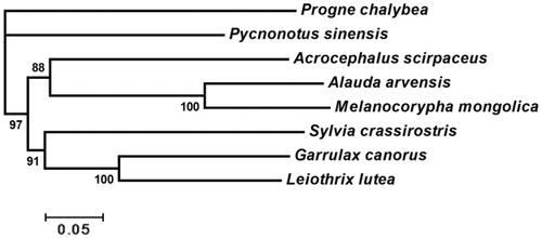 Figure 1. Bayesian inference tree from analysis of concatenated protein-coding genes in Sylvioidea. Progne chalybea is used as an outgroup. GenBank accession numbers for each species: Progne chalybea NC020605, Pycnonotus sinensis NC013838, Acrocephalus scirpaceus NC010227, Alauda arvensis NC020425, Sylvia crassirostris AM889141, Garrulax canorus KT633399 and Leiothrix lutea NC020427.