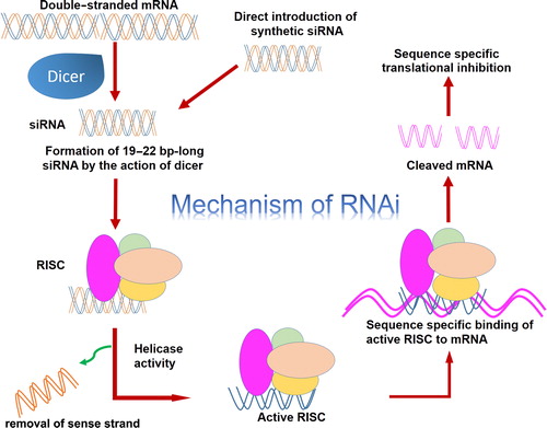 Figure 3. Mechanism of RNA interference.