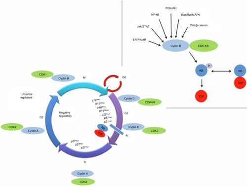 Figure 1 The cell cycle and regulatory process.