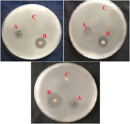 Figure 3. The in vitro anti-bacterial activity of white poplar extract (WPE) against A. veronii. (A) WPE (1.5 μg/mL). (B) Positive control (cefotaxime, 10 μg/disc). (C) Negative control (ultrapure water).