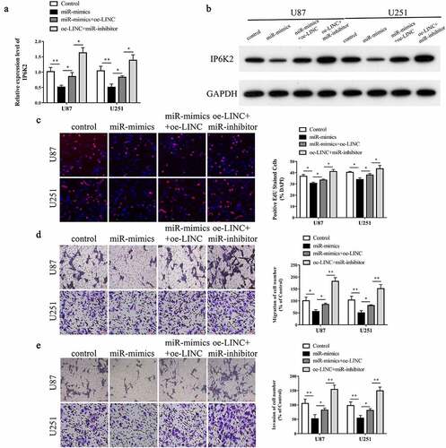 Figure 5. LINC00467/miR-339-3p/IP6K2 regulatory axis promoted the proliferation, migration and invasion of glioma cells A-B After U87 and U251 cells were simultaneously transfected with miR-339-3p mimics, miR-339-3p inhibitor and LINC00467 overexpression plasmids, the expression of IP6K2 was detected by RT-PCR and Western blot experiments; C The effect of LINC00467/miR −339-3p/IP6K2 regulation axis on the proliferation of glioma cells was detected by EdU experiment; D-E Transwell experiment was used to detect the effect of LINC00467/miR-339-3p/IP6K2 regulation axis on the migration and invasion of glioma cells. *p < 0.05; ** p < 0.01.