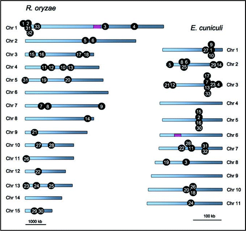 Figure 1 Relaxed syntenies shared between the R. oryzae and E. cuniculi genomes. The numbers on each genome indicate the common shared gene clusters. Pink boxes indicate the sex and sex-related locus. Note the size of the scale bar differs between the species.