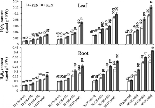 Figure 2. The effect of NaCl (0, 25, 50, and 75 mM) and penconazole (−PEN and +PEN) treatments on H2O2 content of M. pulegium leaves and roots during four harvest times (10, 20, 30, and 40 days). Vertical bars indicate mean ± SE of four replicates. Different letters indicate significant differences at P ≤ 0.05 (LSD).