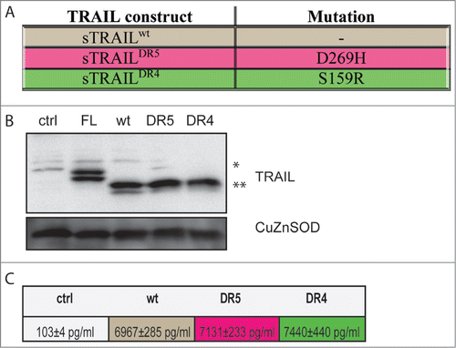 Figure 1. Generation and expression of sTRAIL specific variants. (A) Table showing the mutations in sTRAILwt leading to sTRAILDR5 (TRAIL-R2 specific) and sTRAILDR4 (TRAIL-R1 specific) variants. The TRAIL receptor specific variants were generated by site-directed mutagenesis inserting a D269H amino acid change (sTRAILDR5) and an amino acid change (S159R) to generate sTRAILDR4 in the sTRAIL ectodomain. (B) All 3 sTRAIL expression constructs were transiently transfected into 293 cells. After 24 h whole cell lysates were analyzed by Western blotting for TRAIL revealing similar expression levels for all 3 constructs. As control, expression from a conventional construct encoding membrane-bound, full-length TRAIL (FL) without hFIB, Furin CS or ILZ segments was also analyzed. EGFP transfected cells (ctrl) served as additional control. CuZnSOD was used as a loading control (C): Results of ELISA analyses for TRAIL showing the levels of secreted sTRAILwt (brown), sTRAILDR5 (red) and sTRAILDR4 (green) into the supernatant of transfected 293 cells. Results for cells transfected with the EGFP control plasmid (ctrl; gray) are also shown.