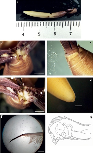 Figure 10. Myxicola cataldoi. (a) entire worm; (b, c) peristomial ring, ventral and lateral view; (d) complex of ventral and dorsal lips; (e) pygidium; (f) radiolar tip; (g) scheme of radiolar section. Scale bars: b, d, f = 1 mm; c = 2 mm; e = 0.5 mm.