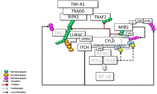 Figure 6 The activated CYLD behaves as a tumor suppressor and deubiquitinates the K63-linked ubiquitin chains on TRAF2, RIPK1, and MIB2. Loss of K63-linked chains reason for the stimulation of the K48-linked degradative ubiquitination of TAK1 and c-FLIPL by ITCH, and CYLD by MIB2, thus terminating CYLD-mediated signaling events.