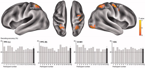 Figure 2. Results of the whole brain searchlight MVPA. The analysis identified four brain regions showing significant performance in discriminating visually evoked roughness intensities. The bottom panels show the decoding accuracies for each of the 15 participants and the rightmost bar indicates the average accuracy across the participants. Chance level is marked by the dashed line (20%).