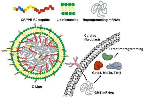 Figure 1 CRPPR-R9/lipofectamine/mRNA complex can deliver GMT mRNAs to cardiac fibroblasts and induct direct reprogramming towards cardiomyocyte-like cells.Notes: C-Lipo composed of a heart-targeting peptide (CRPPR-R9) and lipofectamine facilitates mRNA delivery in cardiac fibroblasts. GMT mRNA transfection induces partial direct reprogramming of cardiac fibroblasts towards cardiomyocytes.Abbreviation: GMT, Gata4, Mef2c, and Tbx5.