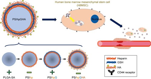 Figure 1 A drug delivery platform based on functionalized layer-by-layer nanoparticles incorporated by hBMSCs with homing properties to target the injured vessel.Abbreviation: PS, poly (lactide-co-glycolide)-stearylamine.