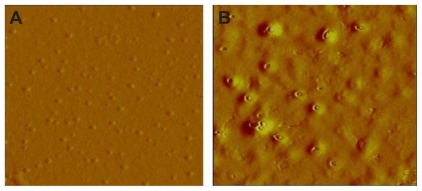 Figure 5 Atomic force microscopy of andrographolide (AG) nanoparticles before and after dissolution. A) Formulation B before release. B) Formulation B, 600 hours after AG release.