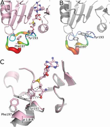 Figure 4. Structural rearrangement of the bsTrmB active site upon ligand binding. (A) TrmB (monomer A, light pink) is shown as cartoon, the bound SAM is represented as ball and stick model. Local B-factors are ramp coloured from blue to red representing regions of low and high flexibility, respectively. Tyr193 and Phe197 are shown as sticks. (B) apo TrmB (monomer A, grey) is shown as cartoon. Local B-factors are ramp coloured from blue to red representing regions of low and high flexibility, respectively. Tyr193 and Phe197 are shown as sticks. (C) Superposition of TrmB-SAM and apo TrmB. Tyr193 and Phe197 are depicted as sticks and the residue movement upon ligand binding is shown as dashed lines. Average displacement of cα of helix 8 is about 1.8 Å