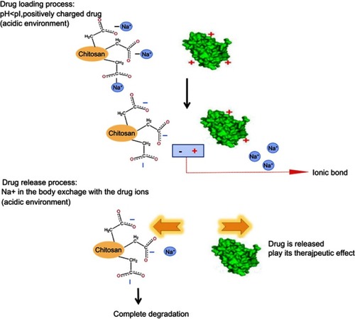 Figure 1 The mechanism of CCPM loading and releasing drugs by ion exchange.Abbreviation: CCPM, carboxymethyl chitosan nanoporous microspheres.