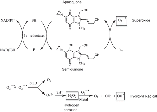 Figure 1. Redox reactions and generation of reactive oxygen species following the reduction of apaziquone by one electron oxidoreductases. The quinone nucleus of apaziquone is reduced by NAD(P)H dependent one electron oxidoreductases such as cytochrome P450 reductase to a semiquinone radical which redox cycles back to the parent quinone in the presence of oxygen generating superoxide anions. Hydrogen peroxide is generated via superoxide dismutase (SOP) mediated reactions and this in the presence of trace metals can lead to the formation of hydroxyl radicals and subsequent damage to cellular macromolecules.