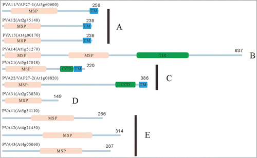 Figure 1. The domain structures of Arabidopsis VAP proteins. Domain structures of Arabidopsis VAP (PVA) proteins were predicted with the SMART program (http://smart.embl-heidelberg.de/). On the basis of the molecular structures and similarities of VAP proteins, we categorized 10 Arabidopsis VAP proteins into 5 subgroups. The abbreviations of domains used in this figure are as follows: CCD: coiled-coil domain, MSP: major sperm protein domain, TIR: Toll/interleukin-1 receptor homology domain TM: transmembrane domain. The numbers indicate the length of molecules in amino acid.
