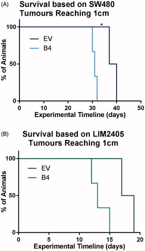 Figure 4. Survival of animals with subcutaneous tumors induced by SW480 and LIM2405 cells. (A) Kaplan–Meier survival plot of SW480 EV and B4 animals, which were culled when the tumors reached 1 cm in diameter (N = 5/cell construct). (B) Kaplan–Meier survival plot of LIM2405 EV and B4 animals, which were culled when the tumors reached 1 cm in diameter (N = 5/cell construct).