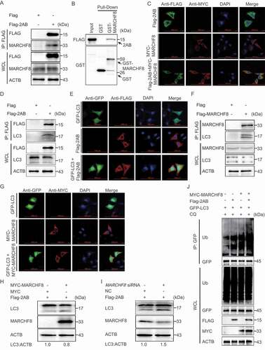 Figure 3. SVA 2AB promotes LC3 protein degradation through MARCHF8 to ubiquitinate LC3. (A) 293 T cells were transfected with plasmids encoding Flag-2AB or empty vectors for 24 h, followed by Co-IP with anti-Flag binding beads and immunoblot analysis with indicated antibodies. ACTB was used as the sample loading control. (B) The GST-MARCHF8 and Flag-2AB proteins were expressed in bacterial strain BL21 (DE3) and purified for the GST affinity-isolation analysis. (C) HeLa cells were transfected with plasmids encoding MYC-MARCHF8 and Flag-2AB, followed by labeling MYC-MARCHF8 and Flag-2AB with a specific primary antibody. The cell nuclei were stained with DAPI. Fluorescent signals were observed using confocal immunofluorescence microscopy. Scale bars: 100 μm. (D) Co-IP assay of cells transfected with plasmids encoding Flag-2AB or empty vector. (E) Immunofluorescence assay of cells transfected with plasmids encoding Flag-2AB and GFP-LC3. (F) Co-IP assay of cells transfected with plasmids encoding Flag-MARCHF8 or empty vector. (G) Immunofluorescence assays of cells transfected with plasmids encoding MYC-MARCHF8 and GFP-LC3. (H) 293 T cells were transfected with plasmids encoding Flag-2AB and MYC-MARCHF8 or empty vectors for 24 h. The protein was harvested for immunoblot analysis. (I) 293 T cells were transfected with plasmids encoding Flag-2AB and MARCHF8 siRNA or negative control (NC) siRNA for 24 h. The protein was harvested for immunoblot analysis. (J) 293 T cells were co-transfected with GFP-LC3 plasmid and Flag-2AB or MYC-MARCHF8 plasmid. Cell lysates were harvested after CQ (10 μM) treatment for 8 h. Proteins extracts were immunoprecipitated using an anti-GFP antibody and analyzed by Western blotting using anti-ubiquitin (Ub) and anti-GFP antibodies.