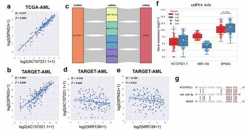 Figure 4. Identification of the ceRNA-axis regulation of SPNS3 expression. a, b. LncRNA AC127521.1 expression positively correlated with SPNS3 expression in AML samples from both the TCGA and the TARGET databases. c. Four potential lncRNA-miRNA-mRNA-ceRNA axes were predicted by merging the result from the TargetScan and DIANA databases. d, e. MIR-139 expression negatively correlated with both LncRNA AC127521.1 and SPNS3 expression in AML samples in the TARGET database. f. By comparing the AML samples of the SPNS3-high and SPNS3-low groups in the TARGET database, the AC127521.1/MIR-139/SPNS3 ceRNA axis was validated in terms of the RNA expression level, and the ceRNA relationship was more apparent in the SPNS3-high group. g. The alignment of the MIR-139 sequence with predicted binding sites in the regions of LncRNA AC127521.1 and mRNA SPNS3 is shown