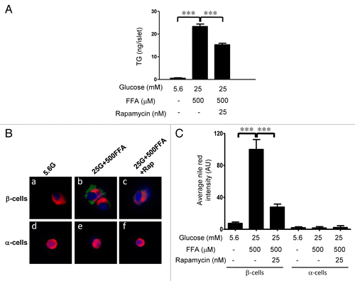 Figure 4.(A) mTORC1-dependent TG accumulation. Rat islets (150) were cultured for 4 days as indicated. After treatment, lipid extraction by chloroform:methanol was performed and TG quantitated. Data are the means ± SEM of n = 3 experiments with duplicate samples in each experiment. (B) mTORC1 mediates lipid droplet formation exclusively in β-cells, sparing α-cells. Dispersed rat islet cells (105) were cultured for 4 days in cCMRL-1066 containing 5.6 mM glucose, 25 mM glucose + 500 μM FFAs, or 25 mM glucose + 500μM FFAs+25 nM rapamcyin. After treatment, cells were processed for immunostaining. Representative images of β-cells (panels a, b and c) and α-cells (panels d, e and f) under the three conditions [insulin and glucagon (red), nuclei (blue), and Nile red staining (green)]. (C) The bar graph shows the average Nile red intensity of a total of ~50 β- or α-cells per condition from three independent experiments is shown.