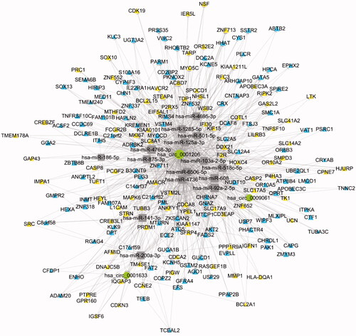 Figure 5. Competing endogenous RNA network in PCa. The competing endogenous RNA network has been generated based on circRNA/miRNA/mRNA interactions. CircRNA shape: ellipse, color: dark olive -green; microRNA shape: rect, color: gray; mRNA Shape: triangle, color: up-yellow, down-sky-blue.