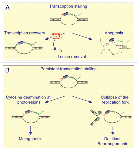 Figure 1 Model for the roles of TCR and transcription arrest-associated apoptosis in protection against UV-TAM. (A) TCR is initiated by stalling of the elongating RNA polymerase and results in removal of the transcription-blocking photolesion, thereby allowing transcription recovery. In case the load of photolesions exceeds the capacity of TCR or when TCR is impaired, arrested transcription complexes induce apoptosis when the cell enters S phase. (B) Persistent stalling of the transcription complex at a deoxycytidine-containing-CPD at the template strand results in its increased spontaneous deamination frequency. In case the lesion is not timely removed by TCR, or when the cell escapes from apoptosis, it will result in a C to T transition mutation during replication. Alternatively, persistent stalling of the transcription complex at a photolesion may lead to collapse of an approaching replication fork, resulting in DSBs and genome instability.