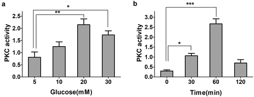 Figure 2. Glucose-induced increase in activity of PKC in INS-1E cells. a. INS-1E cells were treated with different glucose concentrations for 1 h. PKC activity reached a higher level in 20 mM glucose treatment. PKC activity was assayed spectrophoto- metrically at 450 nm by the colorimetric enzyme-linked immunosorbent assay technique. Data from three independent experiments were expressed as the mean ± SEM. Statistical analysis was performed by using one-way ANOVA followed by Dunnett’s multiple comparison. *P < 0.05 and **P < 0.01. b. Treatment INS-1E cells with 20 mM glucose at different time points. PKC activity was assayed spectrophotometrically at 450 nm by the colorimetric enzyme-linked immunosorbent assay technique. Data from three independent experiments were expressed as the mean ± SEM. Statistical analysis was performed by using one-way ANOVA followed by Dunnett’s multiple comparison. *P < 0.05 and ***P < 0.001.