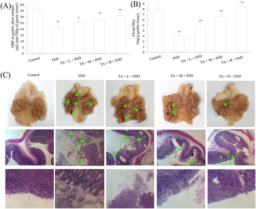 Figure 10. TA administration implemented a gastroprotective effect on IND-induced gastric damage rats. (A) GBF at gastric ulcer margin. (B) Mucus level in the gastric mucosa. (C) Macroscopic and microscopic photos of representative gastric mucosa. The data are indicated as the mean ± SD (n = 10). #p < 0.05, ##p < 0.01 compared to the control group; *p < 0.05, **p < 0.01 compared to the IND group. Original magnification ×200 and ×400.