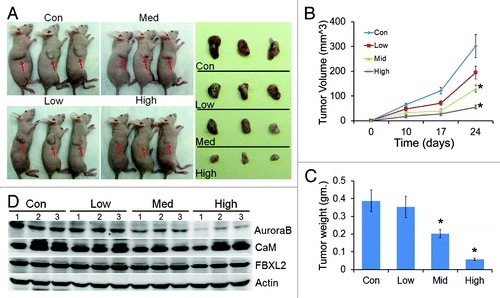 Figure 6. CaM regulates tumorogenicity. (A) Effect of calmidazolium on growth of A549 tumor implants in nude mice, n = 4 mice/group with drug concentration at 2 μM (low), 10 μM (medium) and 40 μM (high) in the drinking water. Each panel shows representative images of variable sizes of xenografts in three nude mice (arrows) after drug treatment and are displayed after excision (right side panel). (B) Tumor volume measurements over time (n = 4 mice/group, *p < 0.05 vs. con). (C) Tumor tissue from (A) were weighted and graphed (n = 4 mice/group, *p < 0.05 vs. con). (D) Tumors from three mice out of each group were collected at the end-point, and assayed for Aurora B, CaM, and FBXL2 proteins by immunoblotting.