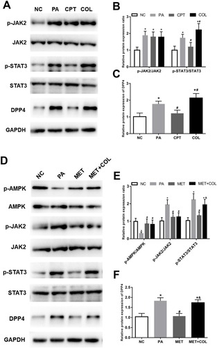 Figure 2 Effect of the AMPK/JAK2/STAT3 pathway on the expression of DPP4 in adipocytes. (A) Western blot results for DPP4 and proteins in the JAK2/STAT3 signaling pathway. (B) Activity of the JAK2/STAT3 signaling pathway in adipocytes under IR conditions, and its activity was inhibited by CPT and was promoted by COL. (C) DPP4 expression was suppressed by deactivation of the JAK2/STAT3 signaling pathway, and was enhanced by activation of the JAK2/STAT3 signaling pathway. (D) Western blot results for DPP4 and proteins in the AMPK/JAK2/STAT3 pathway. (E) AMPK was deactivated in adipocytes under IR status, and the activation of AMPK led to the suppression of the JAK2/STAT3 signaling pathway. (F) The decreased expression of DPP4 induced by activation of AMPK was rescued by the activation of the JAK2/STAT3 signaling pathway. *P < 0.05 compared with the NC group; #P < 0.05 compared with the PA group; &P < 0.05 compared with the MET group.