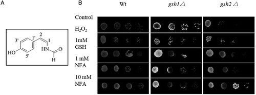 Figure 1. Structural of NFA (A) and its antioxidant activity in S. cerevisiae (B). The data represented 10 times dilution of yeast cells in three independent experiments. Stress was simulated by 2 mM H2O2, and the control group was treated by water.