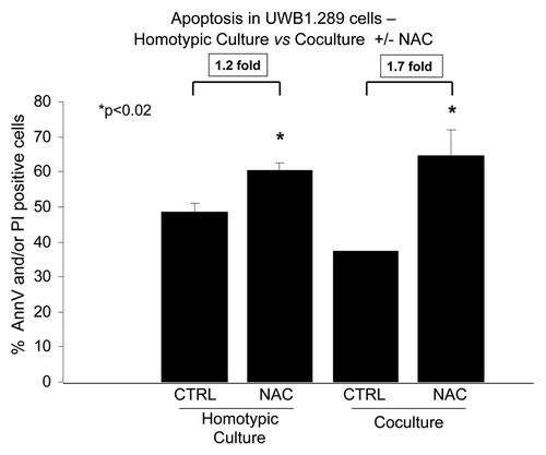 Figure 6. NAC induces apoptosis in BRCA1-null ovarian cancer cells, especially during co-culture with fibroblasts. Homo-typic UWB1.289 cell cultures and co-cultures with human BJ-1-GFP fibroblasts were performed for 5 d. Then, 10 mM NAC or vehicle was added to the cell culture media daily starting 48 h prior to the measurement of apoptosis with Annexin V-APC and PI. Six hours prior to measuring apoptosis, the media was changed to HBSS with and without 10 mM NAC. Note that addition of NAC increases apoptosis by 1.7-fold under co-culture conditions, while it only increases apoptosis by 1.2-fold under homo-typic cell culture conditions (p < 0.02). Also, note that fibroblasts exert a positive protective effect on UWB1.289 cells, with a 1.3-fold decrease in the rate of apoptosis, as compared with control homotypic cultures (p < 0.009), and NAC is able to overcome the positive protective effects of stromal fibroblasts.