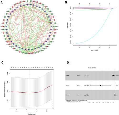 Figure 8 (A) Correlation network between significant survival‐associated SFs and significant survival‐associated AS events. The connecting line represents the association between the SF and the AS event. Triangles represent SF, dots represent AS events, red dots and red connecting lines represent AS events positively correlated with SF, green dots and green connecting lines represent AS events negatively correlated with SF. (B and C) Construction of prognostic signatures based on LASSO COX analysis target significant survival‐associated SFs. (D) Multivariate Cox proportional hazards regression analysis based on the hub significant survival‐associated SFs.