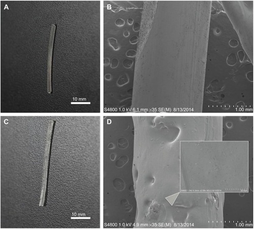 Figure 7 Photographs and SEM of control PLA filaments and gentamicin-laden filaments.Notes: (A) Photograph of control PLA filament. (B) SEM of control PLA filament. (C) Photograph of 2.5 wt% gentamicin-laden filament. (D) SEM 2.5 wt% gentamicin-laden filament showing gentamicin embedded in the filament.Abbreviations: PLA, polylactic acid; SEM, scanning electron micrograph.