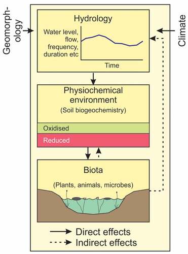 Figure 8. Conceptual model of wetland formation showing a relationship between hydrology, edaphic and biotic characteristics of wetlands (modified after Gosselink & Turner, Citation1978 and Mitsch & Gosselink, Citation2015).