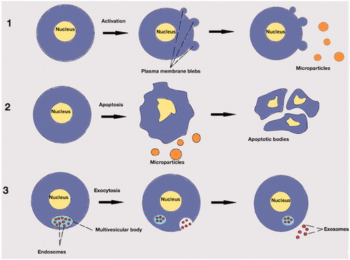 Figure 1. Extracellular vesicles. (1): Production of microparticles after stimulation of paternal cell. Microparticles are released from activated cell after outwards rearrangement of the cellular membrane. (2): Production of microparticles during apoptotic process. Microparticles are released before the formation of apoptotic bodies. (3): Endosomes in multivesicular body. After exocytosis of the endosomes into the extracellular environment may be called exosomes.