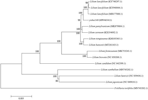 Figure 1. Neighbor-joining tree based on combining the complete cp genome sequences of 14 Lilium species and one outgroup species by using MEGA version 7. Bootstrap values based on 1000 replicates are shown at branch nodes.