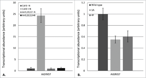 Figure 2. AtGRXS7 gene expression in response to nitrate and in glutaredoxin-silenced plant lines. (A) Nitrate induction of AtGRXS7 gene expression was quantified by real-time RT-PCR in hydroponically-grown wild-type (Col-0) and ARR1,10,12 mutant plants which were nitrogen-starved for 26 hr and then resupplied with 1 mM KNO3 (+N) or 0.5 mM K2SO4 (−N) for 8 h. Data points represent means ± SEM (n = 3). Transcript abundance data for wild-type plants supplied with K2SO4 was arbitrarily assigned a value of 1.0. (B) Relative transcript abundance of AtGRXS7 in wild-type and glutaredoxin-silenced lines (1A, 4F). Data points represent means ± SEM (n = 6). Transcript abundance data for wild-type plants was arbitrarily assigned a value of 1.0